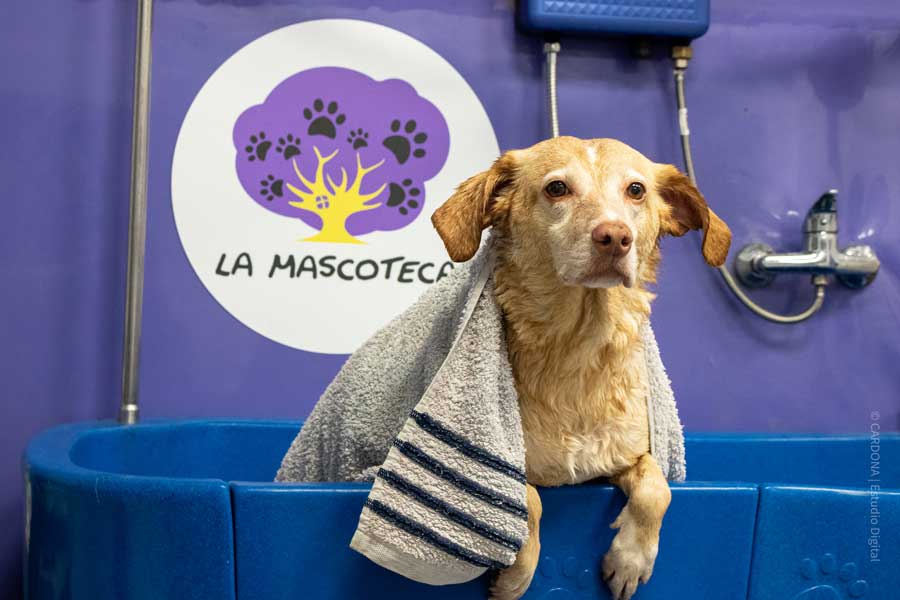 Peluquería canina la Macoteca en Aranda de Duero