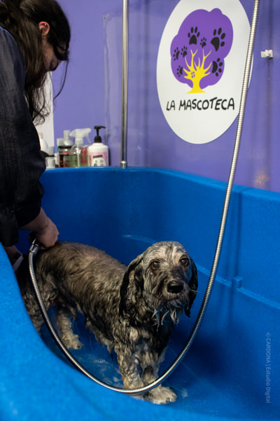 peluqueria canina en Aranda de Duero