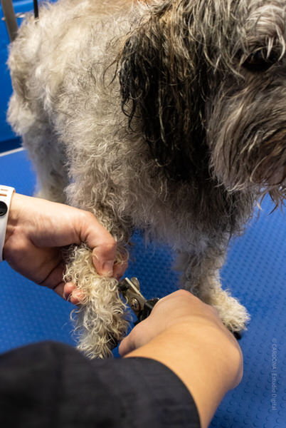 peluqueria canina en Aranda de Duero