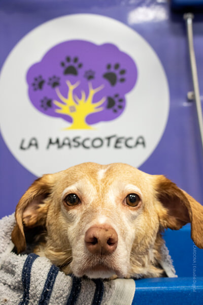 peluqueria canina en Aranda de Duero