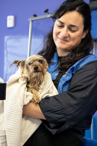 peluqueria canina en Aranda de Duero