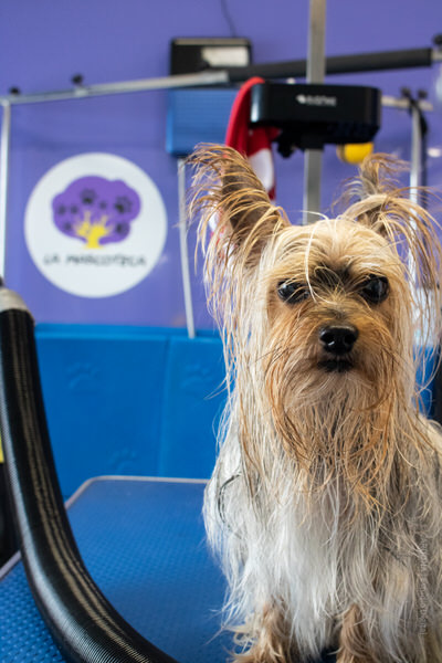 peluqueria canina en Aranda de Duero