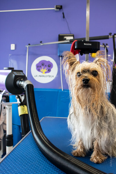 peluqueria canina en Aranda de Duero