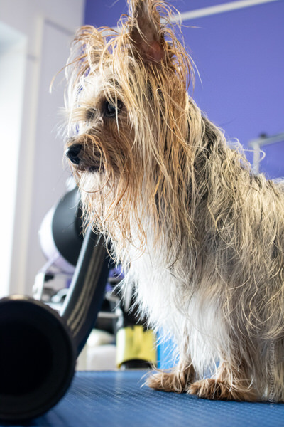 peluqueria canina en Aranda de Duero