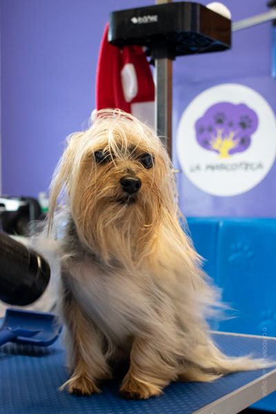peluqueria canina en Aranda de Duero