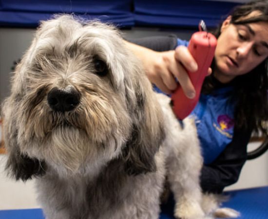 peluqueria canina en Aranda de Duero