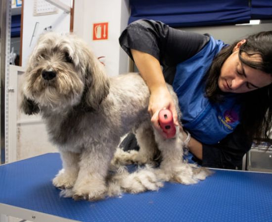 peluqueria canina en Aranda de Duero
