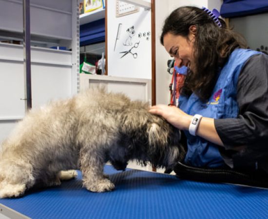 Peluquería canina en Aranda de Duero