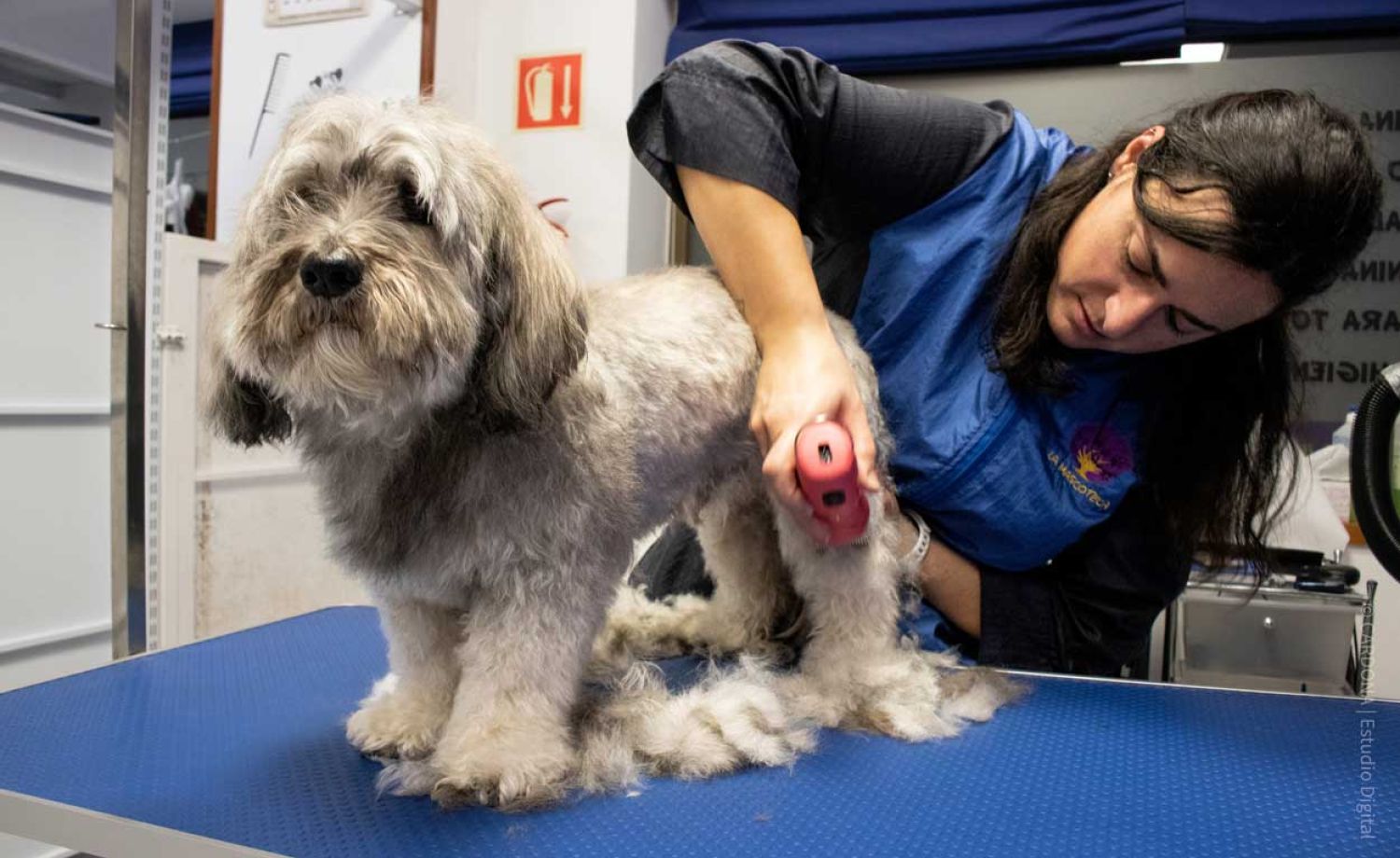 Tienda de alimentacion y complementos para perros y gatos en Aranda de Duero