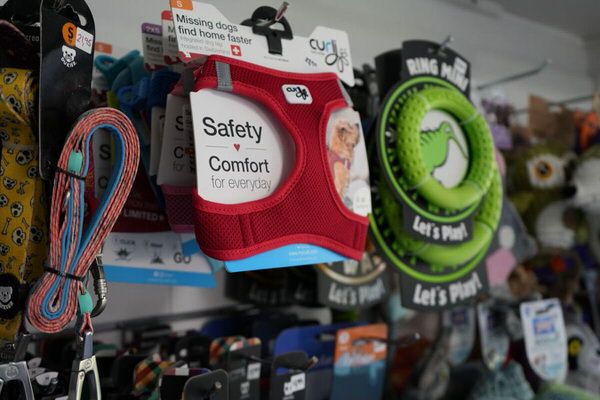 Arnés para perro de tienda de mascotas La Mascoteca